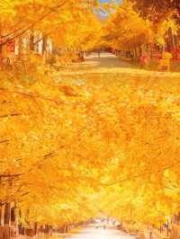 就在廣東1h直達親子溫泉銀杏兩日遊