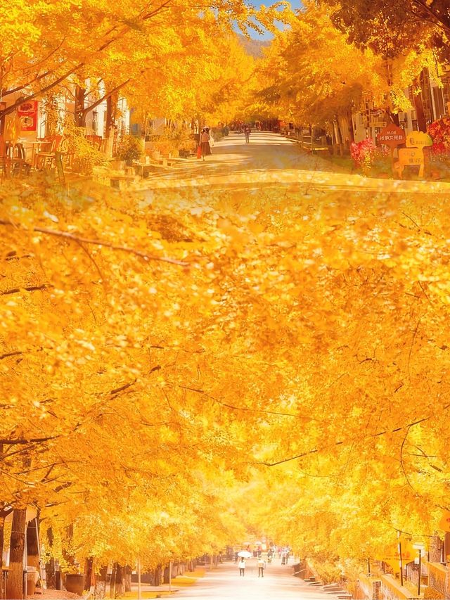 就在廣東1h直達親子溫泉銀杏兩日遊