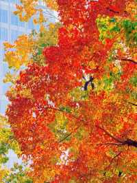 上海的秋日藝術巡禮