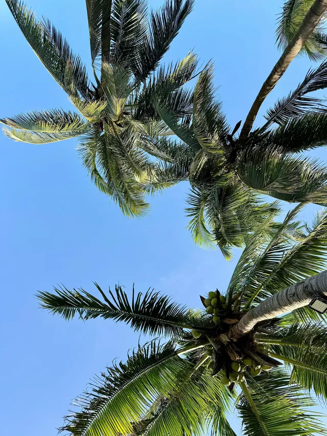 奔赴三亞只為18張圖｜這波海島值哭了