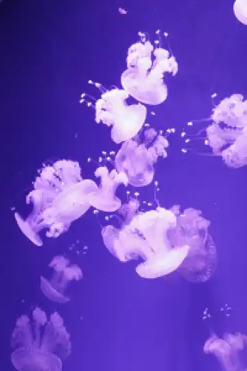 瓦倫西亞轉機4小時速通歐洲最大海洋館