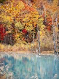 日本6日深度遊不看後悔攻略來啦