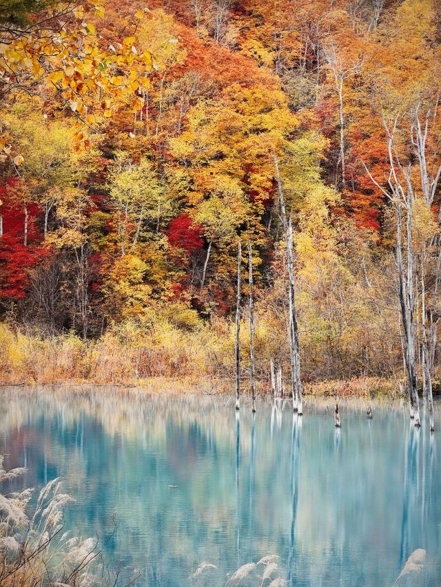 日本6日深度遊不看後悔攻略來啦