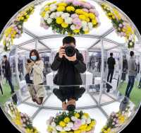 小欖菊花會2025暴走攻略人均50元拍爆128G記憶體