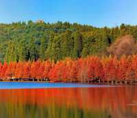 昆明等地5天遊這些隱藏玩法必看