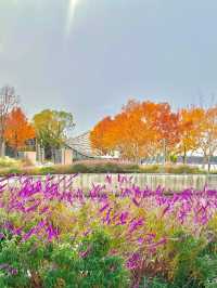 陰天也別有風味!金雞湖秋色已美成油畫