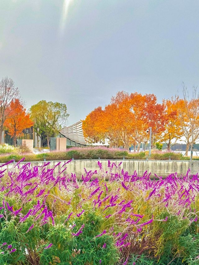 陰天也別有風味!金雞湖秋色已美成油畫 陰天也別有風味!金雞湖秋色已美成油畫