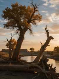 三大胡楊林親子賞秋對比國慶遛娃攻略