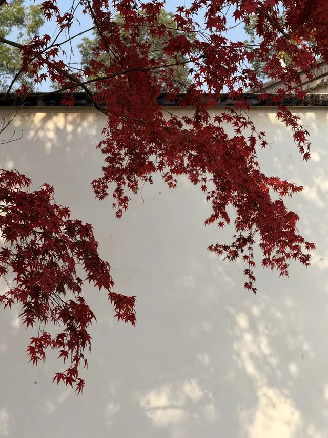 在成都隱藏的江南園林!感受一場盛大的秋天 在成都隱藏的江南園林!感受一場盛大的秋天