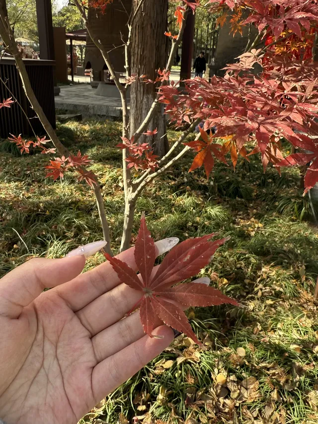 實況link被西安小雁塔的銀杏給驚艷到啦 實況link被西安小雁塔的銀杏給驚艷到啦