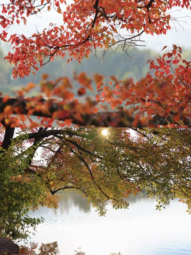 紅了！西昌邛海的烏桕，正把冬天染成滾燙的詩