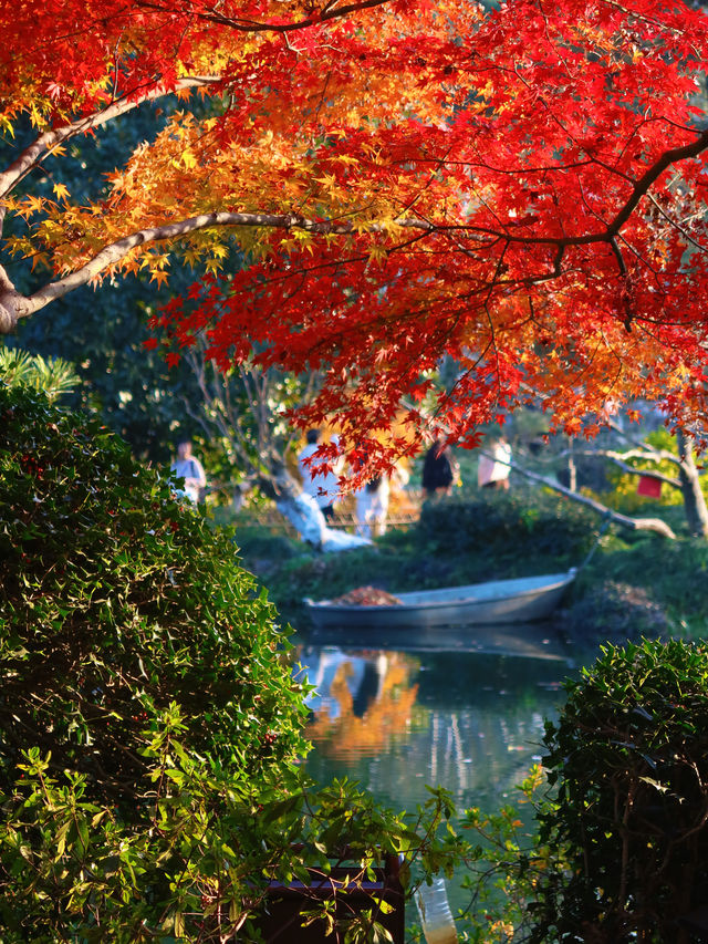 花港觀魚確實美得超出!附賞楓攻略 花港觀魚確實美得超出!附賞楓攻略