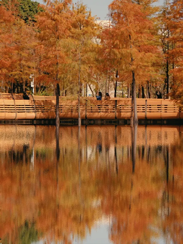 18圖帶你看深圳秋冬限定美景 18圖帶你看深圳秋冬限定美景