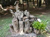 中國科學院西雙版納熱帶植物園真的太寶藏了，必須安利給大家