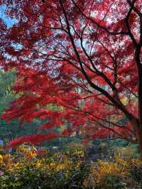 上海超冷門的絕美賞秋公園,免費開放卻鮮為人知!