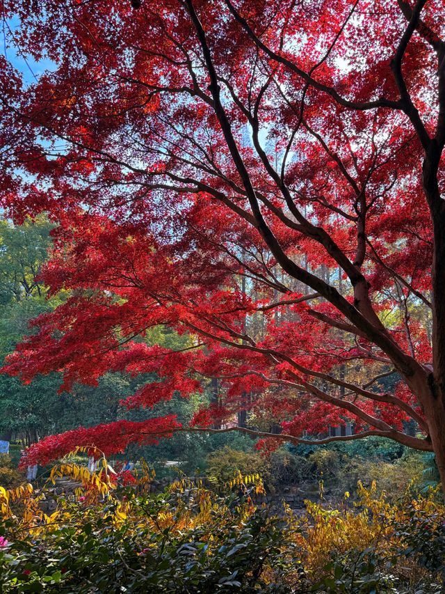 上海超冷門的絕美賞秋公園,免費開放卻鮮為人知! 上海超冷門的絕美賞秋公園,免費開放卻鮮為人知!