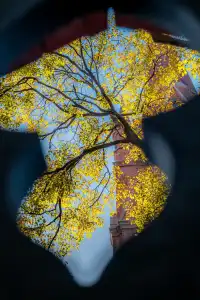 那道光撒向聖三一的銀杏上,也照進我的心裡