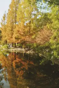 魯迅公園的紅葉已經瘋狂綻放啦