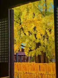 上海小眾銀杏秘境攻略