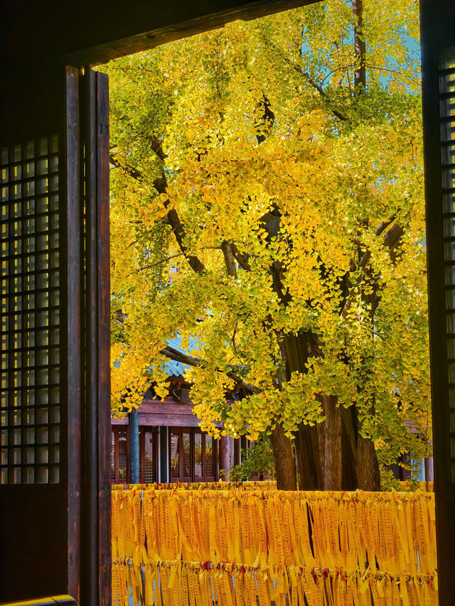 上海小眾銀杏秘境攻略 上海小眾銀杏秘境攻略