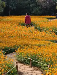 深圳羅湖市區浪漫黃色花海|東湖公園黃秋英