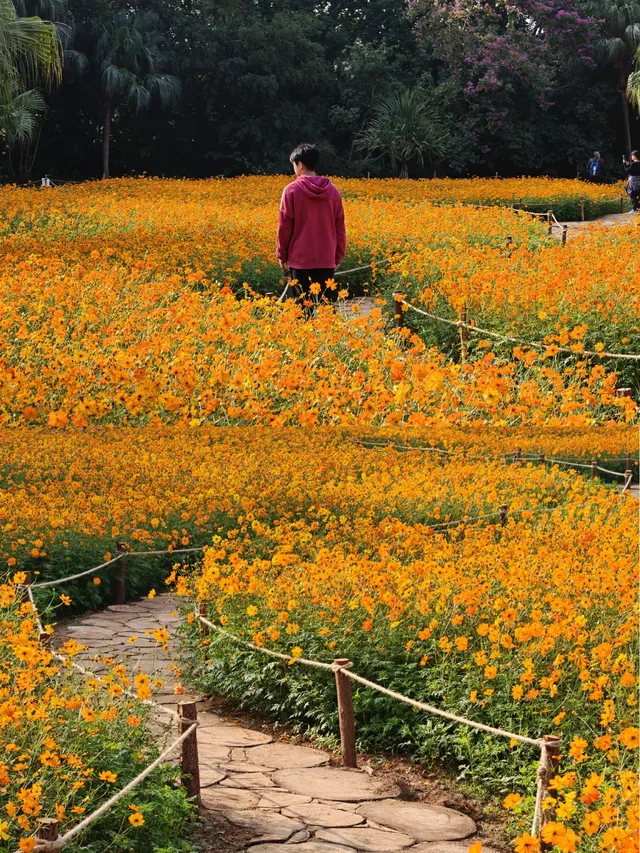 深圳羅湖市區浪漫黃色花海|東湖公園黃秋英 深圳羅湖市區浪漫黃色花海|東湖公園黃秋英