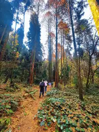 成都霧霾天的救命徒步!蒲虹路6公里,拿捏!