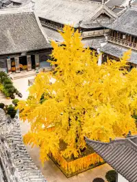 12.5實拍！真如寺銀杏，元代古剎小眾賞秋！