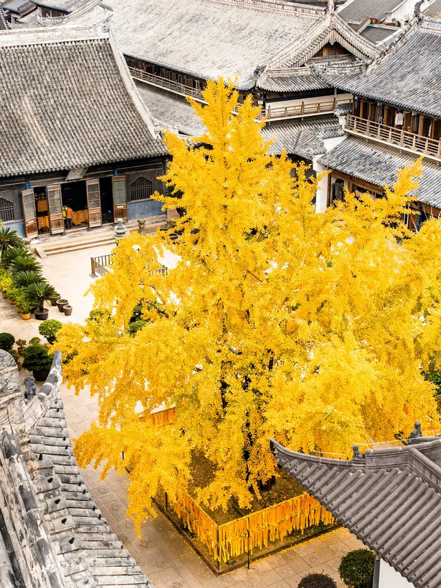 12.5實拍！真如寺銀杏，元代古剎小眾賞秋！