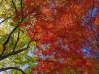 西湖絕美秋色預警這片霜葉紅得我心都化了～