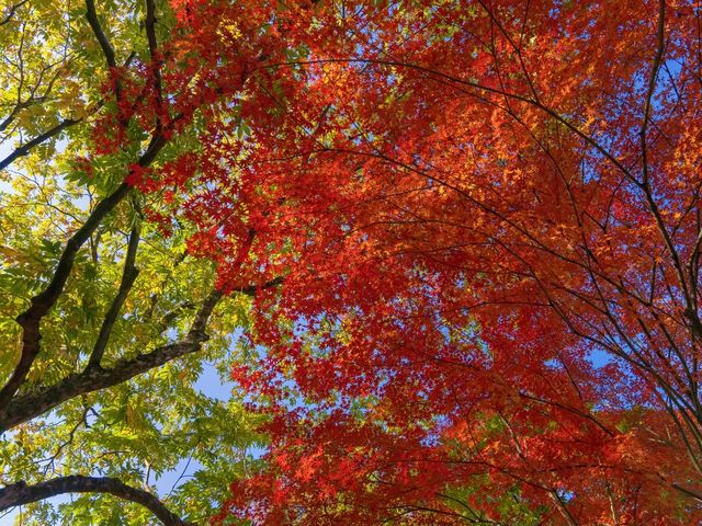 西湖絕美秋色預警這片霜葉紅得我心都化了～