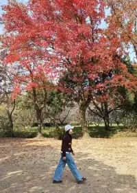 愛上金陵的秋(五)