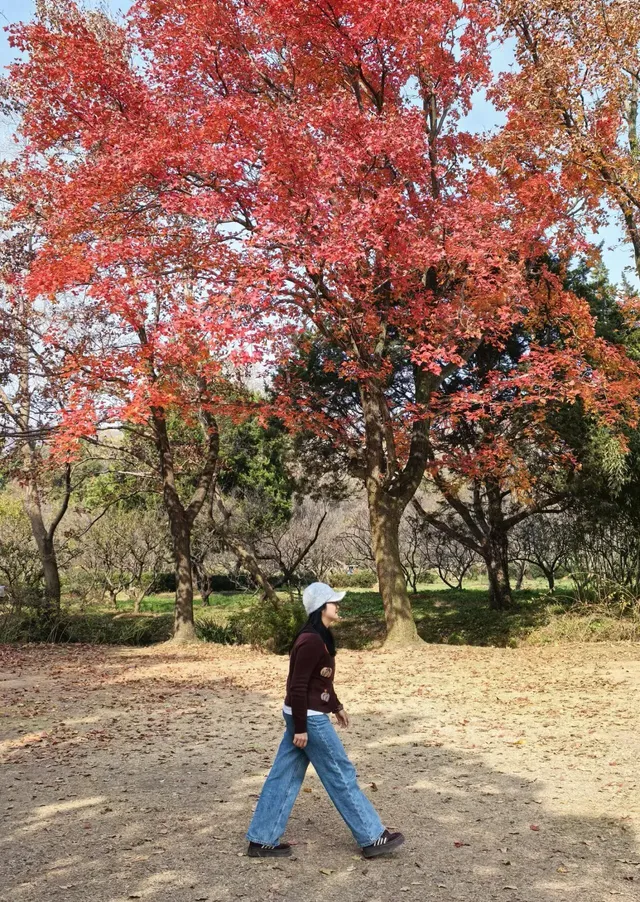 愛上金陵的秋(五) 愛上金陵的秋(五)