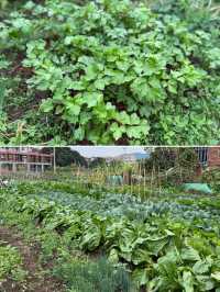 閩南田園一日:觸摸舊時光,品嚐新鮮味