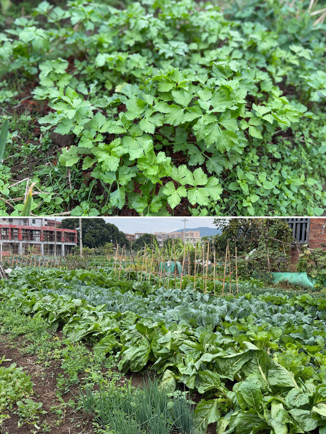 閩南田園一日:觸摸舊時光,品嚐新鮮味 閩南田園一日:觸摸舊時光,品嚐新鮮味