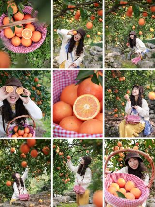 Must-Visit Orange Orchard in Changsha During Picking Season
