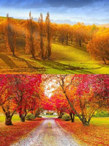 퀸스타운 왕복 애로우타운 일일 투어 가이드와 계절 한정 보너스