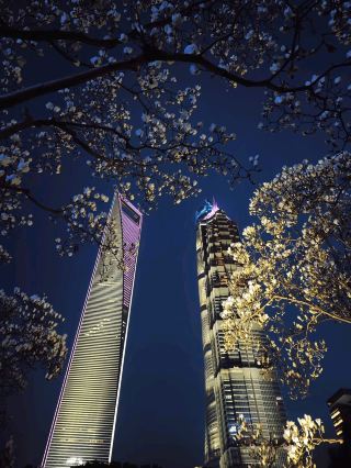 상하이 목련꽃이 절정에 이른 블루아워, 로맨틱해서 눈물이 났어요