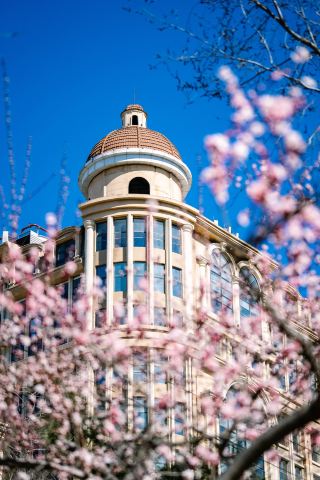 ดอกพีชภูเขาชุดแรกในฤดูใบไม้ผลิได้ผลิบานแล้วที่ซื่อหลี่เป่า กรุงปักกิ่ง!