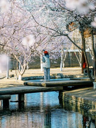 In March in Beijing, I told everyone I met how beautiful springtime was in Sanlihe.