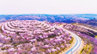 April Trip to Pengyang, Peach Blossom Luck is Booming