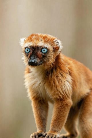 Appointment with a Lonely Island: Madagascar, Experience the Natural and Cultural Scenery