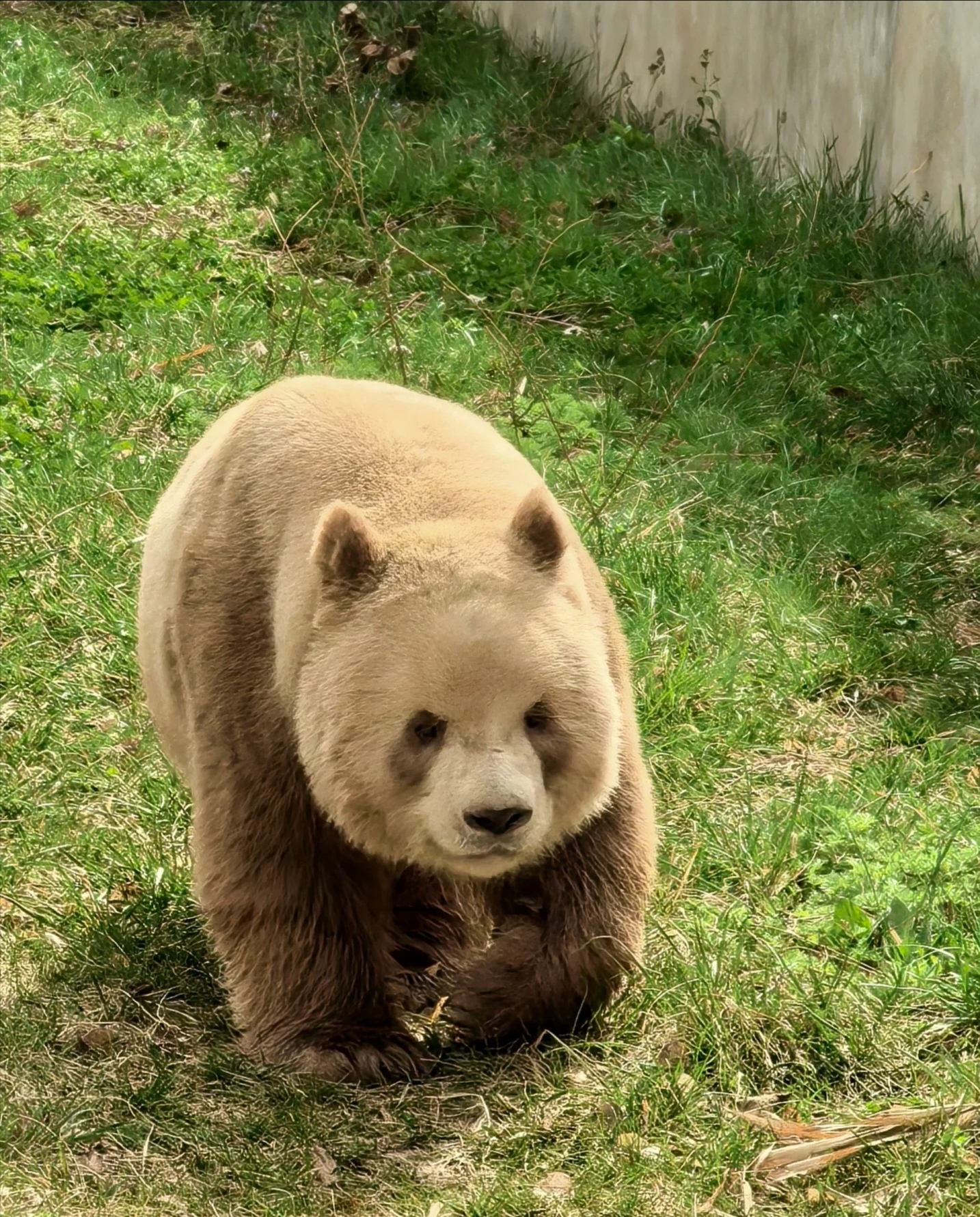 The giant panda Qizai has a blast playing after the rain, rolling and soaking to enjoy the coolness