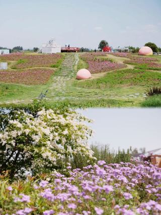 Shuangliu Airport Flower Field, May Day Check-in Guide