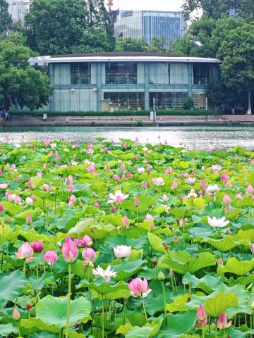 📍蕪湖| 蓮花盛開的日子，京湖花園景色迷人，感覺有點像杭州的屈園鳳河