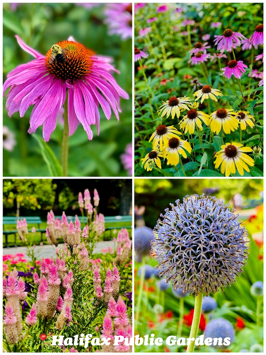 When planning my trip to Halifax, this garden was one of the three historical spots I put on my must-visit list. Back home in Doha, keeping even a few bougainvilleas alive in my guesthouse courtyard requires constant watering and fighting the heat, so walking into 16 acres of lush, perfectly manicured 19th-century greenery was quite a change of pace. 

I spent about two hours here and clocked exactly 5,500 steps just wandering the gravel paths. The garden layout dates back to 1872, designed by a horticulturalist named Richard Power, and they have kept the Victorian structure incredibly intact. 

My favorite spot was the green wooden Bandstand in the center, built in 1887 to mark Queen Victoria’s Golden Jubilee. It is surrounded by very neat flower beds—I noticed echinacea, lilies, and phlox, all arranged by height and color. Not a single dead leaf was in sight. Honestly, as someone who manages property, I kept wondering how much their annual maintenance budget is, especially since admission is entirely free. 

I stopped by the Horticultural Hall, a lovely old white building with green window frames. I bought a standard drip coffee for 4.50 CAD. A bit expensive for what it was, but sitting on the wooden bench nearby listening to the fountain made it worth the price. The only minor annoyance was having to dodge the goose droppings near the main pond where the ducks swim, but that’s nature for you.

If you appreciate historical landscaping and want a quiet, zero-cost afternoon (minus the coffee), this is definitely worth the walk.