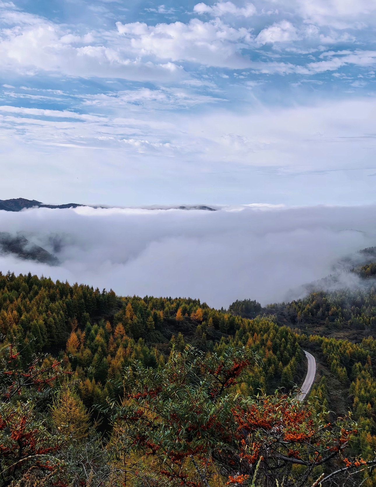 Drive through clouds and forests, and encounter the wild romance of the Liupan Mountains on the Jinglong Highway