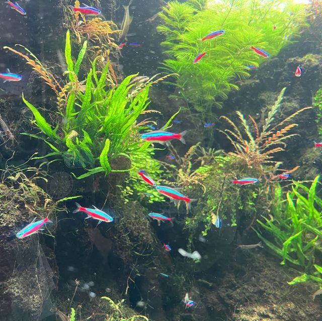 晴空塔🗼墨田水族館🐠欣賞魚兒午餐秀