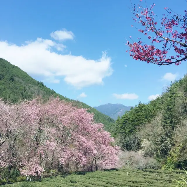 浪漫的武陵農場