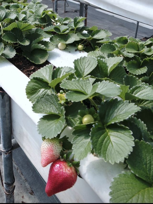 參觀粉嶺鶴藪永霖花園及水耕菜場